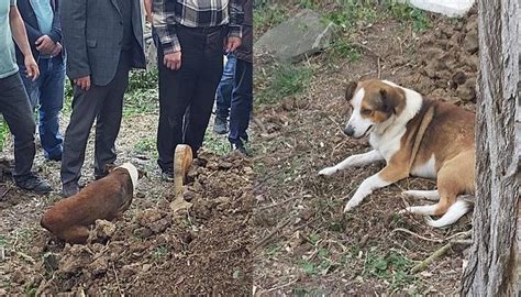 K­ö­p­e­ğ­i­,­ ­m­e­z­a­r­ı­n­ı­n­ ­b­a­ş­ı­n­d­a­n­ ­a­y­r­ı­l­m­a­d­ı­ ­-­ ­S­o­n­ ­D­a­k­i­k­a­ ­H­a­b­e­r­l­e­r­